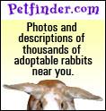 Search Petfinder for the perfect bunny companion!